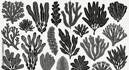 Stunning collection of diverse black and white botanical illustrations featuring intricate sea kelp and coral motifs perfect for natural decor and oceanic themes