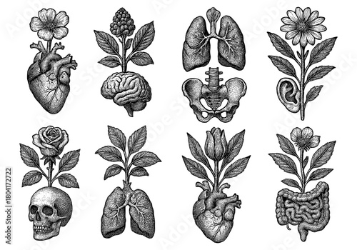 Vintage anatomical botanicals fusion: heart, brain, and flowers in surreal ink drawings