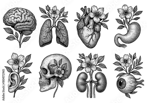 Intricate botanical anatomical sketches of human organs with floral elements