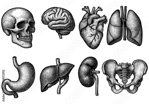 Detailed vintage engravings of human anatomy organs including skull, brain, heart, lungs, and more