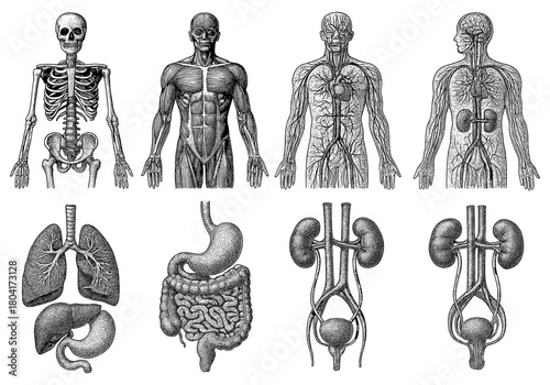 Detailed human anatomy set: skeleton, muscular, circulatory, respiratory, digestive, and urinary systems