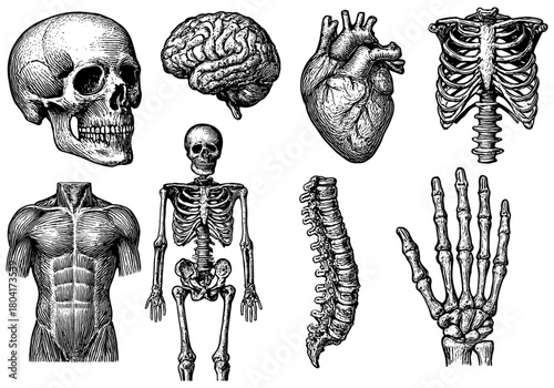Detailed anatomical sketches of human skeleton, organs, and muscles in vintage style
