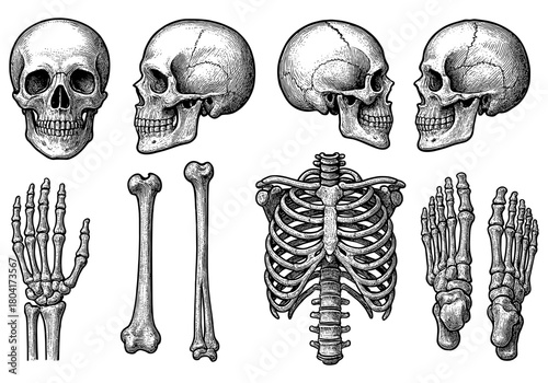 Detailed vintage collection of human skeleton and skull anatomy diagrams