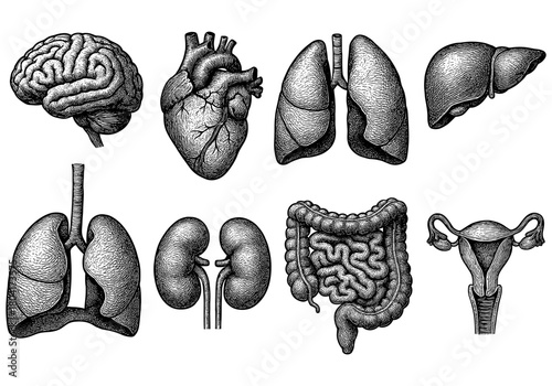 Intricate hand-drawn human organs collection: brain, heart, lungs, liver, kidneys, intestines, uterus