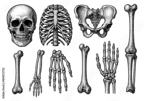 Intricate anatomical bone sketch collection with skull and skeleton parts