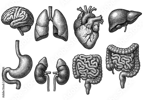 Detailed hand-drawn vintage style human organs set for medical education