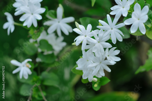 Delicate cluster of fragrant white jasmine flowers (Jasminum sambac) blooming in lush green foliage under natural daylight.