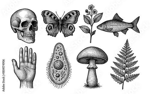 Intricate hand-drawn vintage engravings of skull, hand, and nature elements