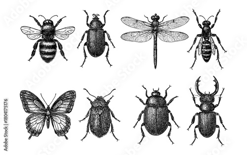 Detailed engraved insect drawings featuring bees, beetles, dragonflies, and butterflies