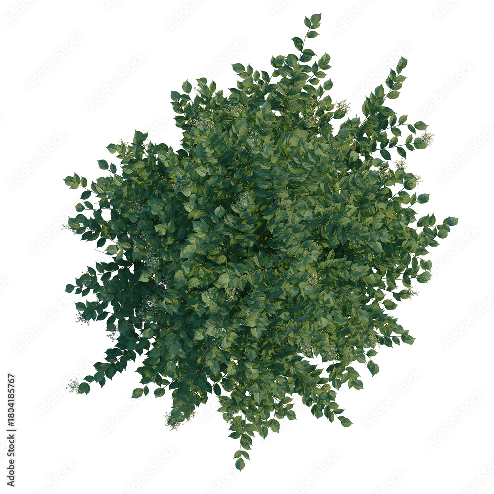 Obraz premium Sambucus nigra tree plan, top view, cutout, transparent background, 4k isolate, Vibrant green tree top view with delicate white flowers blooming