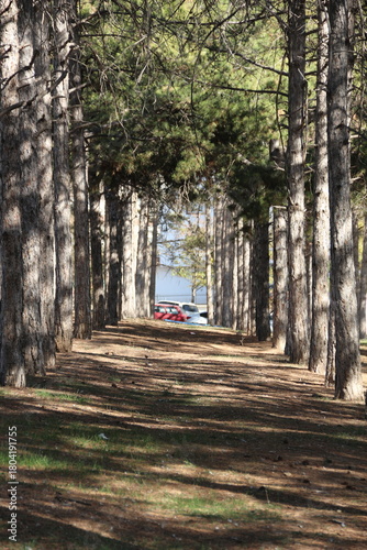 Autumn and autumn sunshine in the pine forest in the Kırşehir province of Anatolia
