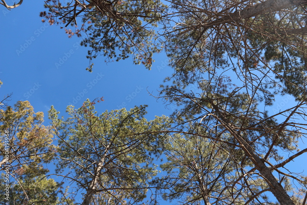 Obraz premium Autumn and autumn sunshine in the pine forest in the Kırşehir province of Anatolia