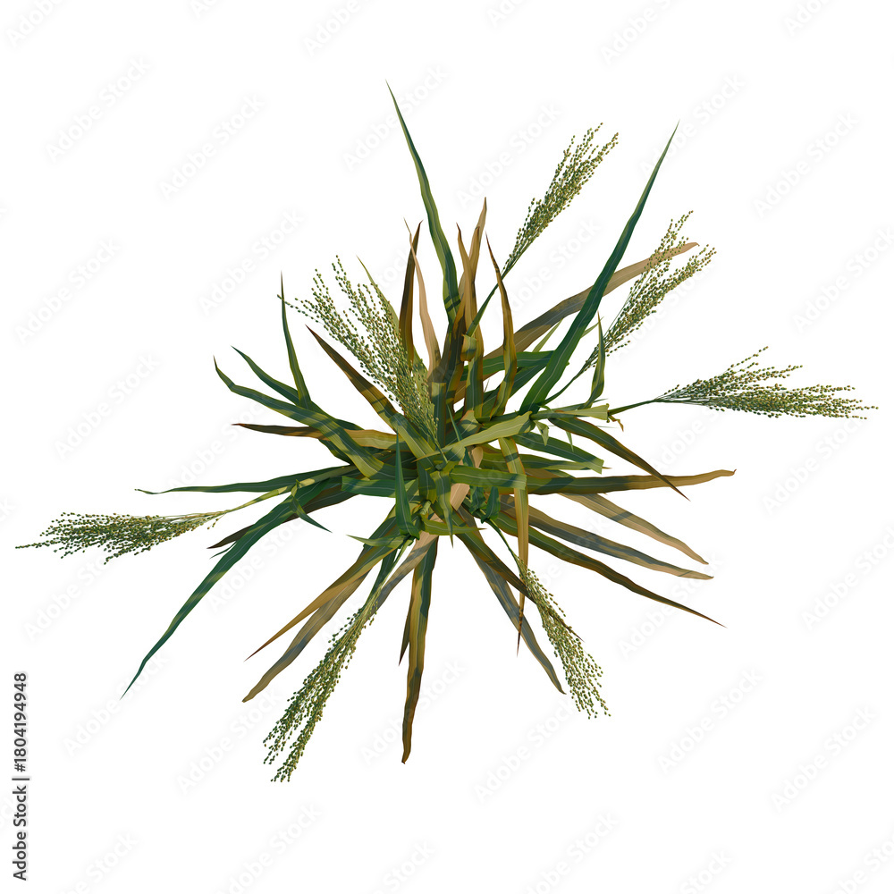 Fototapeta premium Panicum miliaceum tree plan, top view, cutout, transparent background, 4k isolate, Vibrant sorghum plant with green leaves and seed heads from above
