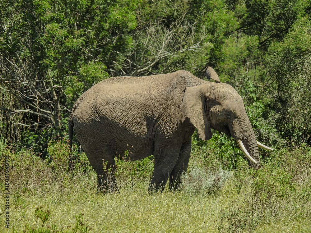 Fototapeta premium African Bush Elephant Foraging