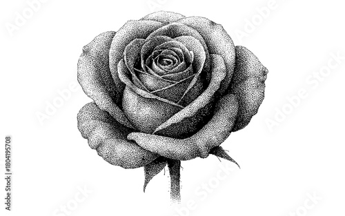 Detailed dotwork rose depiction in black and white stipple art style