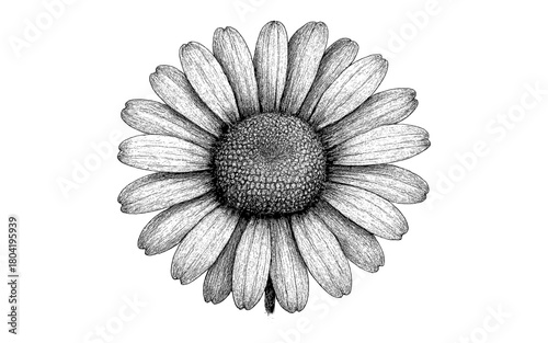 Intricate black and white daisy drawing with detailed petals and center