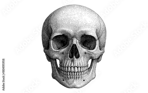 Intricate dotwork skull drawing featuring detailed ink stippling technique