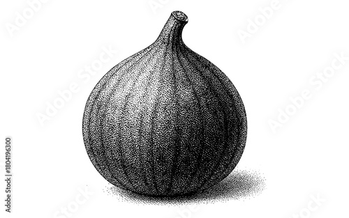 Vintage hand drawn fig with stippling texture on white background