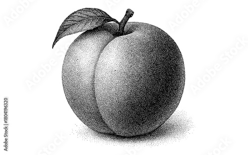 Detailed dotwork style peach with shadow and leaf on white background