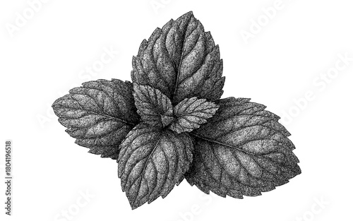 Detailed hand-drawn botanical art of mint leaves in black and white