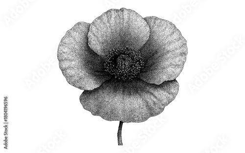 Detailed black and white flower with textured petals and realistic shading