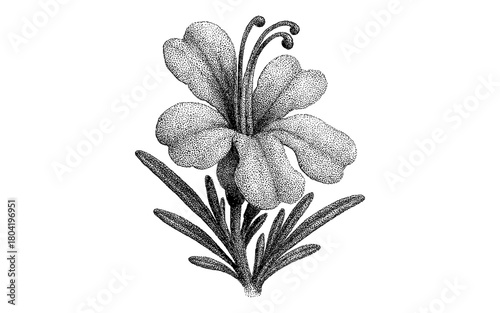 Intricate floral design in dotwork style on white background