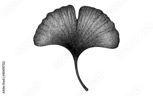 Detailed botanical ginkgo leaf in vintage style with textured shading