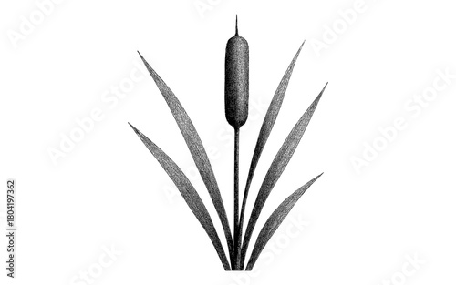 Detailed monochrome drawing of a cattail plant with elegant leaves