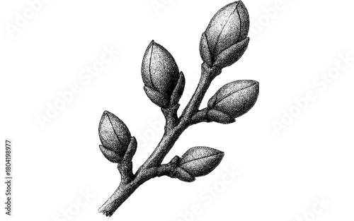 Vintage botanical ink drawing of budding branch with textured detail
