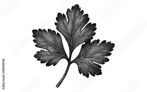 Detailed engraving of parsley leaf on white background