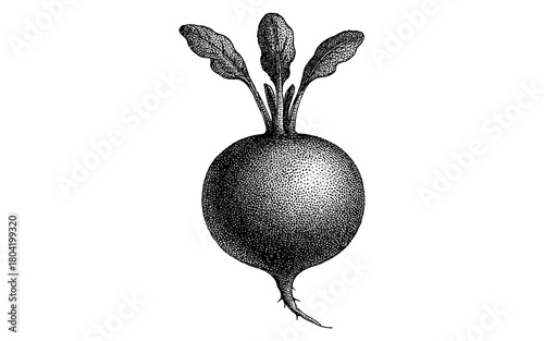 Hand-drawn radish with leaves in detailed monochrome style