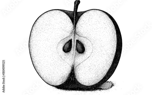 Detailed hand drawn cross section of an apple in stipple style