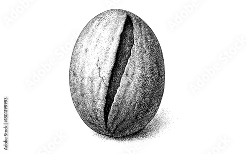 Detailed engraving of a walnut shell with vintage texture on white background