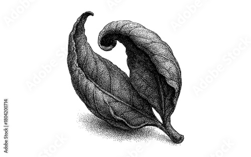 Intricate stippled leaves illustration: detailed botanical art in black and white