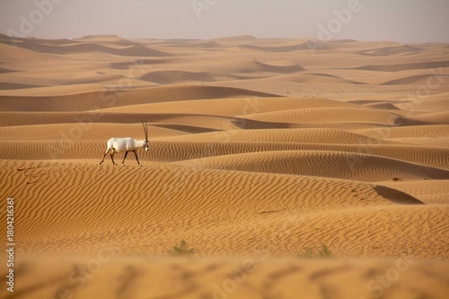 View of an Arabian Oryx gracefully traversing the undulating golden dunes under a hazy sky, creating a mesmerizing contrast of life and arid landscape, Umm Eselay, Sharjah, United Arab Emirates.