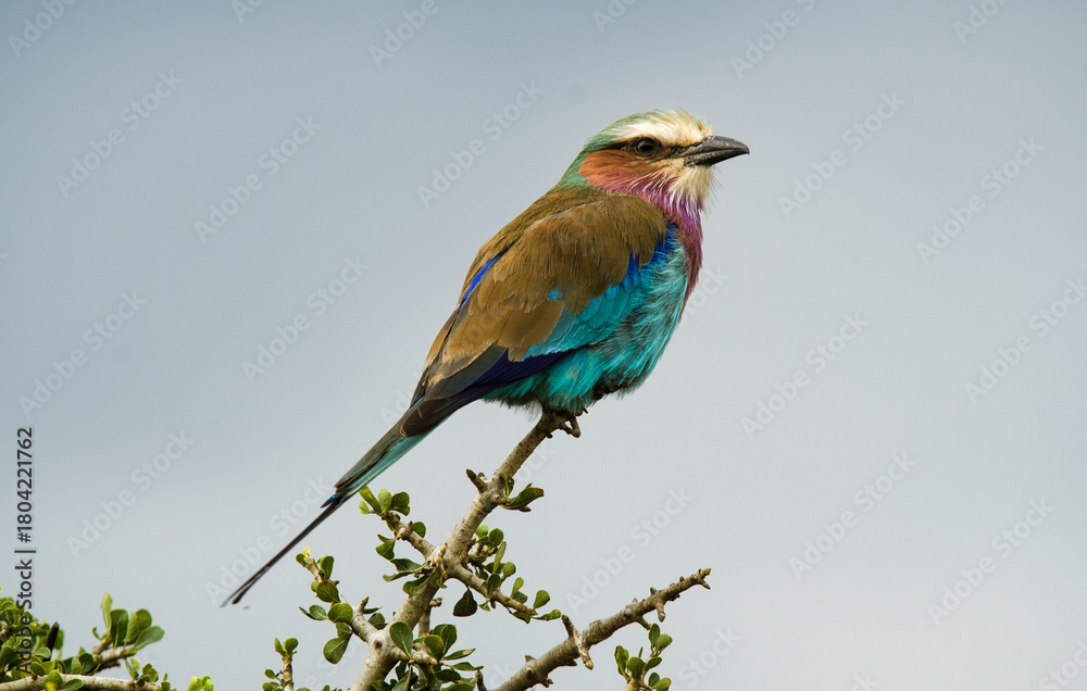 Fototapeta premium Rollier à longs brins
