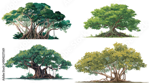 Detailed banyan tree illustrations with wide canopies, dense leaves and exposed aerial roots. Ideal for botanical design, nature studies, landscape artwork and educational materials.
