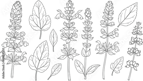 Basil plant illustration, botanical drawing, herbal leaves, basil flowers, black white sketch, medicinal herb, nature study, garden design