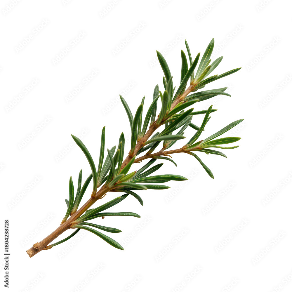 Fototapeta premium Fresh Green Rosemary Herb Sprig on White Background for Cooking Use