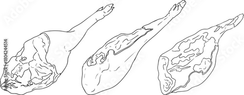 Line vector illustrations of various raw meat cuts, with detailed textures in realistic style