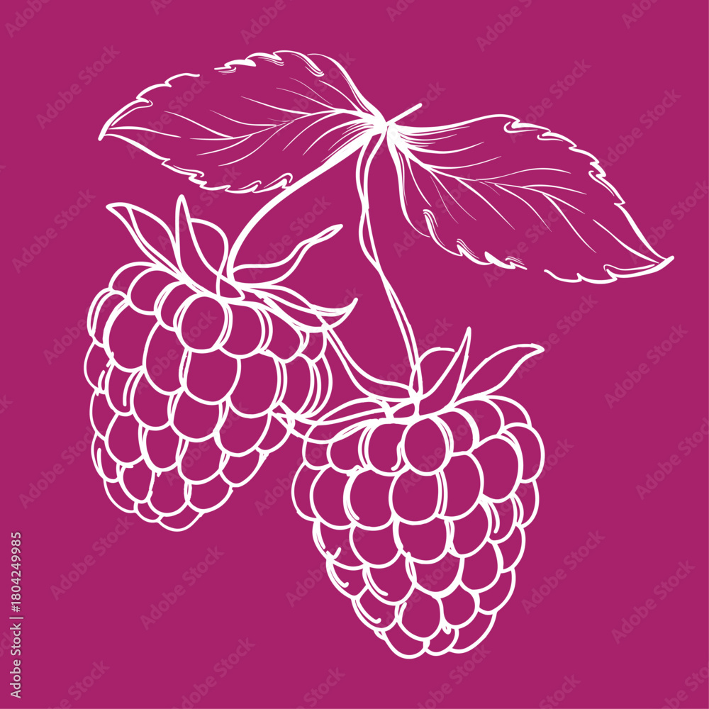 Fototapeta premium A Hand-drawn sketch of a raspberry, Raspberry outline vector illustration, Raspberry vector color illustration, background, sketch banner, Raspberry icon and logo design, eps