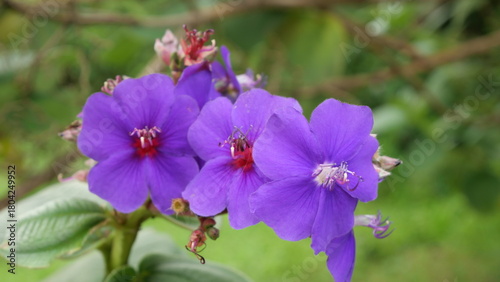 Close-up of vibrant purple wildflowers in daylight, captured outdoors with shallow depth of field highlighting petals, stamens, and natural garden background