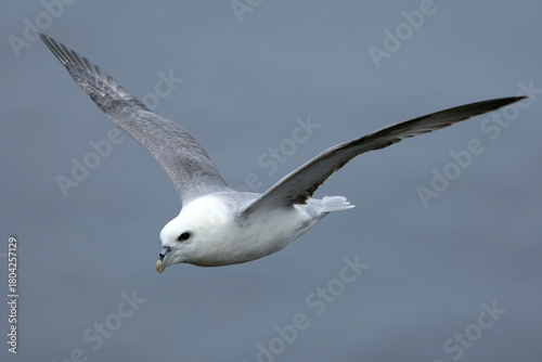 Tableau sur toile Northern Fulmar flying in the waters of the North Atlantic in northwest Iceland