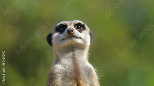 Wallpaper Mural Alert Meerkat Stands Tall in Sunlight, Scanning Surroundings with Keen Eyes and Expressive Face Torontodigital.ca