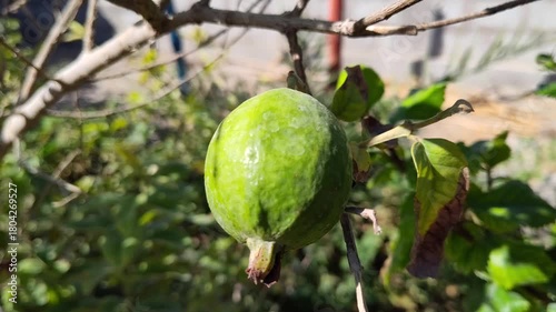 green guava on tree, nature food fruit plant in 4k