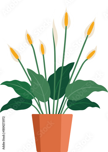 Peace Lily Plant in an Orange Pot with White Background potted plant houseplant