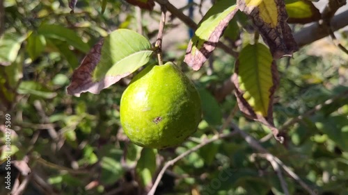 raw and green guava fruit on tree in garden 4k