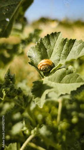 Green fern leaf with snail