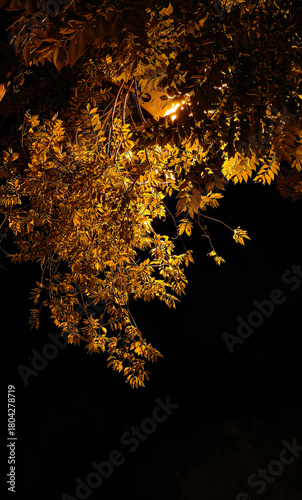 The branch underneath the street lamp.