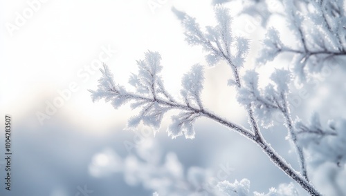 snow covered branches